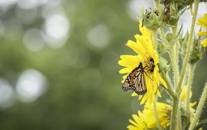 Preview wallpaper butterfly, insect, flower, plant, yellow, macro