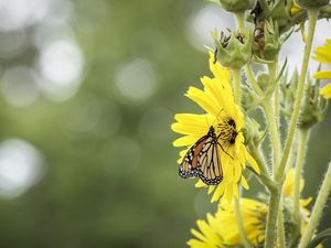 Preview wallpaper butterfly, insect, flower, plant, yellow, macro