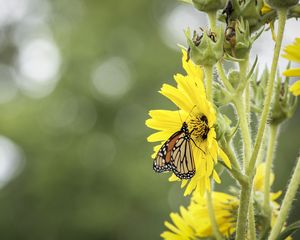 Preview wallpaper butterfly, insect, flower, plant, yellow, macro