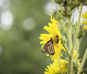 Preview wallpaper butterfly, insect, flower, plant, yellow, macro