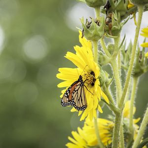 Preview wallpaper butterfly, insect, flower, plant, yellow, macro