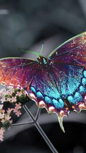 Preview wallpaper butterfly, insect, flower