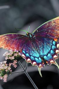 Preview wallpaper butterfly, insect, flower