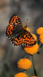 Preview wallpaper butterfly, insect, flower, fly, patterns