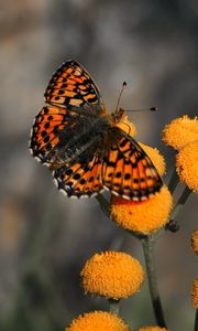 Preview wallpaper butterfly, insect, flower, fly, patterns