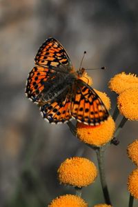 Preview wallpaper butterfly, insect, flower, fly, patterns