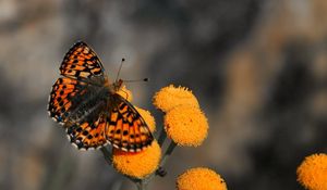 Preview wallpaper butterfly, insect, flower, fly, patterns