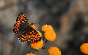 Preview wallpaper butterfly, insect, flower, fly, patterns