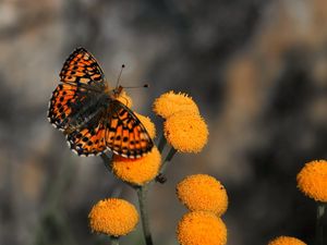 Preview wallpaper butterfly, insect, flower, fly, patterns