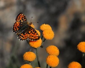 Preview wallpaper butterfly, insect, flower, fly, patterns