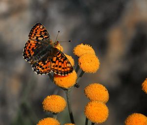 Preview wallpaper butterfly, insect, flower, fly, patterns