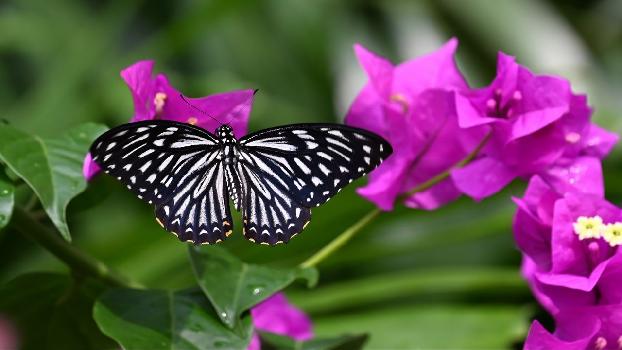 Wallpaper butterfly, insect, flowers, leaves, macro