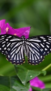 Preview wallpaper butterfly, insect, flowers, leaves, macro