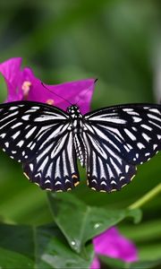 Preview wallpaper butterfly, insect, flowers, leaves, macro