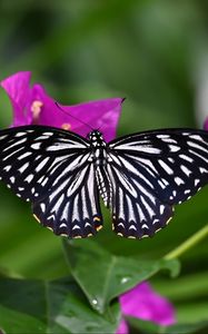 Preview wallpaper butterfly, insect, flowers, leaves, macro