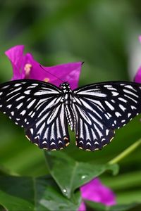 Preview wallpaper butterfly, insect, flowers, leaves, macro