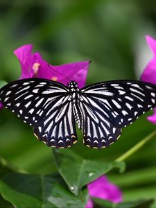 Preview wallpaper butterfly, insect, flowers, leaves, macro