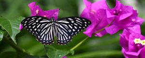 Preview wallpaper butterfly, insect, flowers, leaves, macro