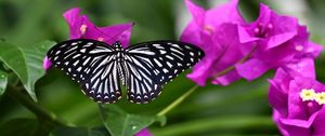 Preview wallpaper butterfly, insect, flowers, leaves, macro