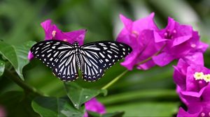 Preview wallpaper butterfly, insect, flowers, leaves, macro
