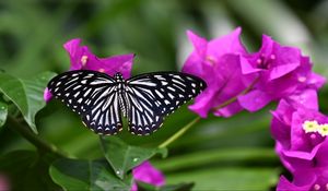 Preview wallpaper butterfly, insect, flowers, leaves, macro