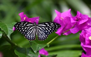 Preview wallpaper butterfly, insect, flowers, leaves, macro