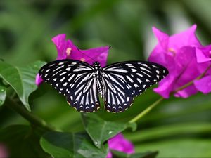 Preview wallpaper butterfly, insect, flowers, leaves, macro