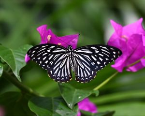 Preview wallpaper butterfly, insect, flowers, leaves, macro