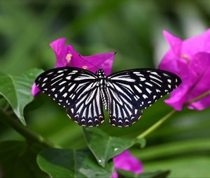 Preview wallpaper butterfly, insect, flowers, leaves, macro