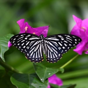 Preview wallpaper butterfly, insect, flowers, leaves, macro