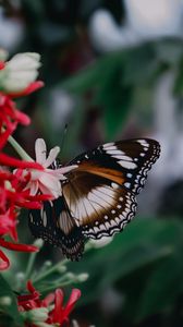 Preview wallpaper butterfly, insect, flowers, plant, macro