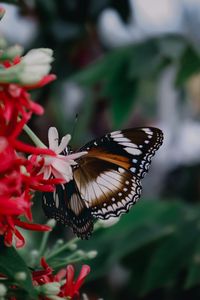 Preview wallpaper butterfly, insect, flowers, plant, macro