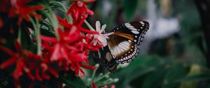 Preview wallpaper butterfly, insect, flowers, plant, macro