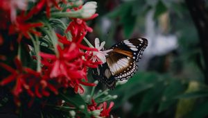 Preview wallpaper butterfly, insect, flowers, plant, macro