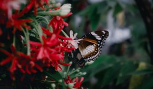 Preview wallpaper butterfly, insect, flowers, plant, macro