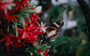 Preview wallpaper butterfly, insect, flowers, plant, macro