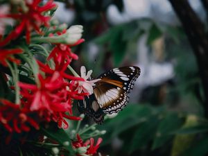 Preview wallpaper butterfly, insect, flowers, plant, macro
