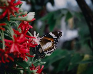 Preview wallpaper butterfly, insect, flowers, plant, macro