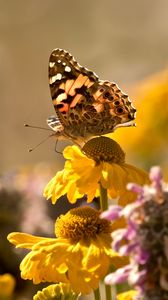 Preview wallpaper butterfly, insect, flowers, petals, plant, macro