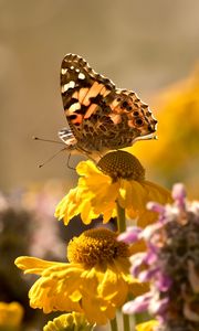 Preview wallpaper butterfly, insect, flowers, petals, plant, macro