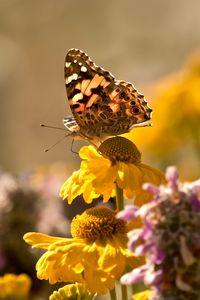 Preview wallpaper butterfly, insect, flowers, petals, plant, macro