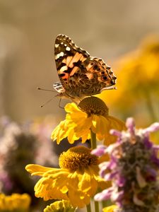 Preview wallpaper butterfly, insect, flowers, petals, plant, macro