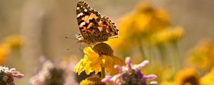 Preview wallpaper butterfly, insect, flowers, petals, plant, macro