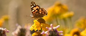 Preview wallpaper butterfly, insect, flowers, petals, plant, macro