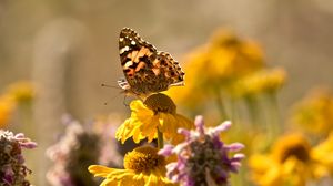 Preview wallpaper butterfly, insect, flowers, petals, plant, macro