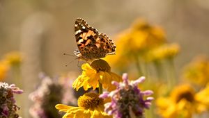 Preview wallpaper butterfly, insect, flowers, petals, plant, macro