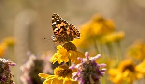 Preview wallpaper butterfly, insect, flowers, petals, plant, macro