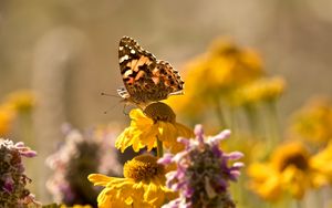 Preview wallpaper butterfly, insect, flowers, petals, plant, macro