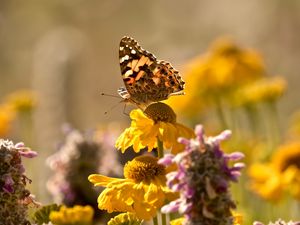 Preview wallpaper butterfly, insect, flowers, petals, plant, macro