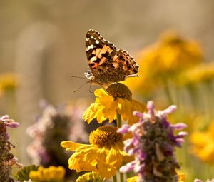 Preview wallpaper butterfly, insect, flowers, petals, plant, macro